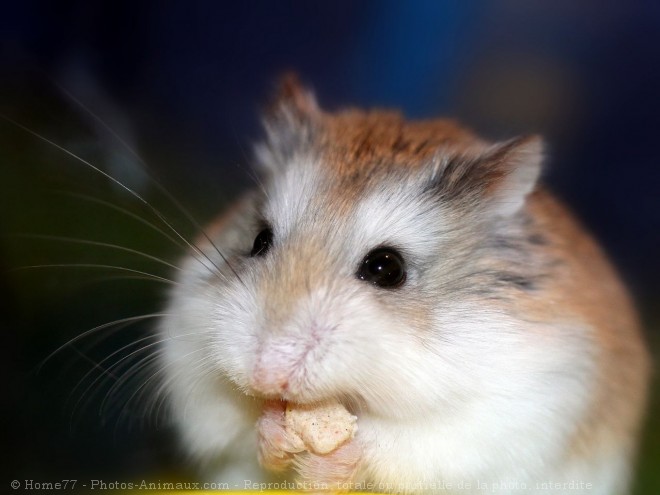 Photo de Hamster