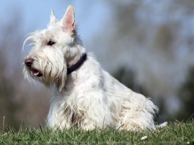 Photo de Scottish terrier