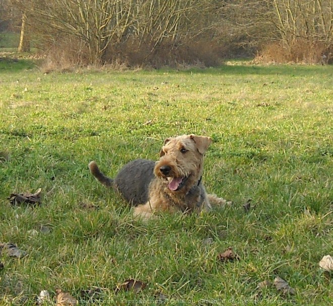 Photo d'Airedale terrier