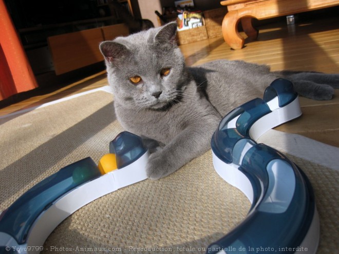 Photo de British shorthair