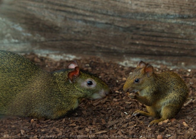 Photo d'Agouti