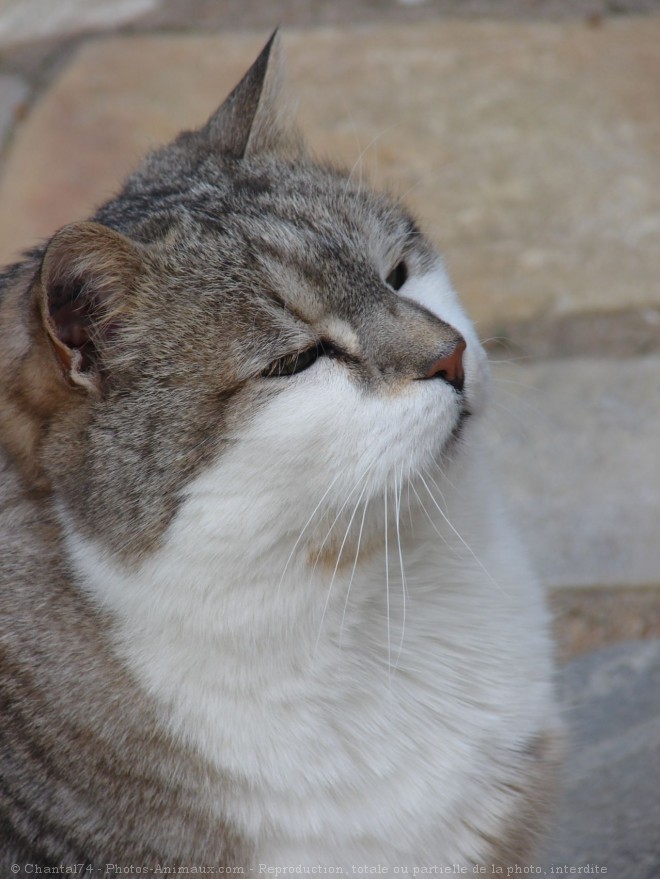 Photo de Chat domestique