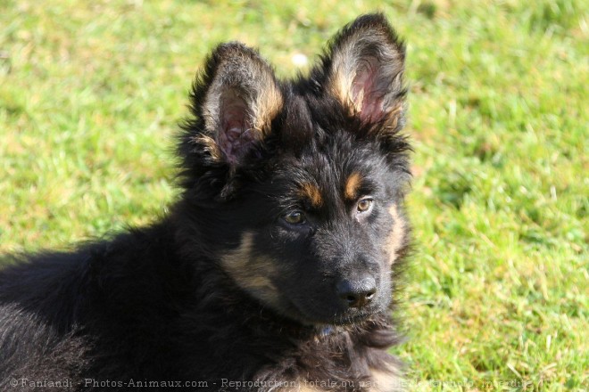 Photo de Berger allemand  poil court