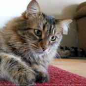 Photo de Maine coon