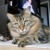 Photo de Maine coon