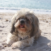 Photo de Shih tzu