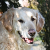 Photo de Golden retriever