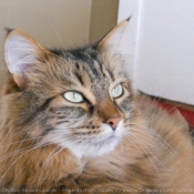 Photo de Maine coon