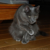 Photo de Nebelung