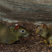 Photo d'Agouti