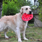 Photo de Golden retriever