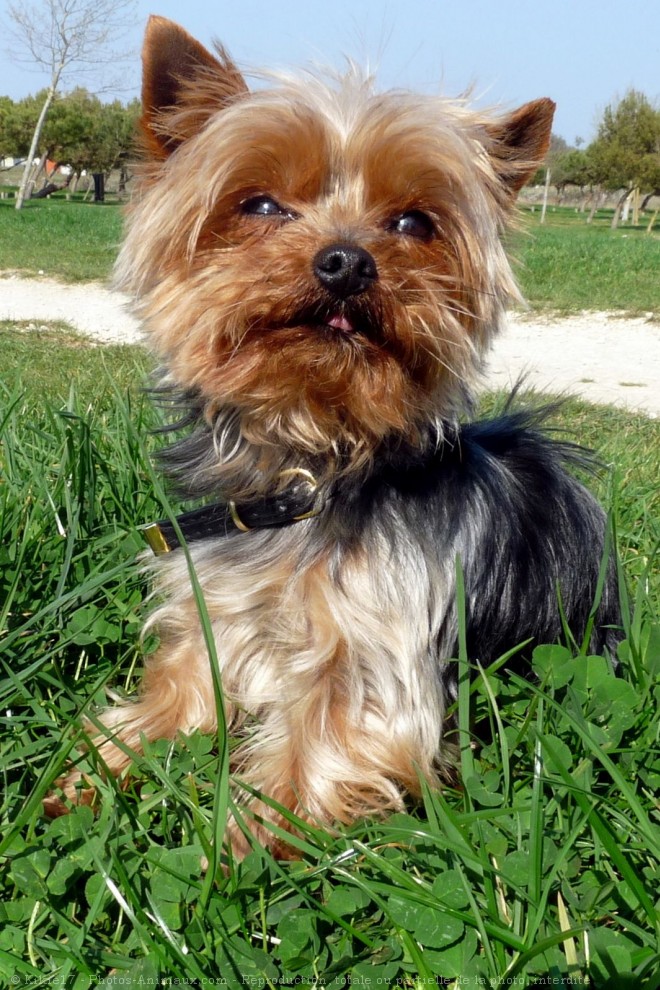 Photo de Yorkshire terrier