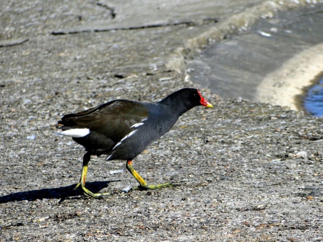 Photo de Poule d'eau