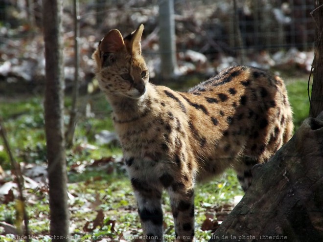 Photo de Serval