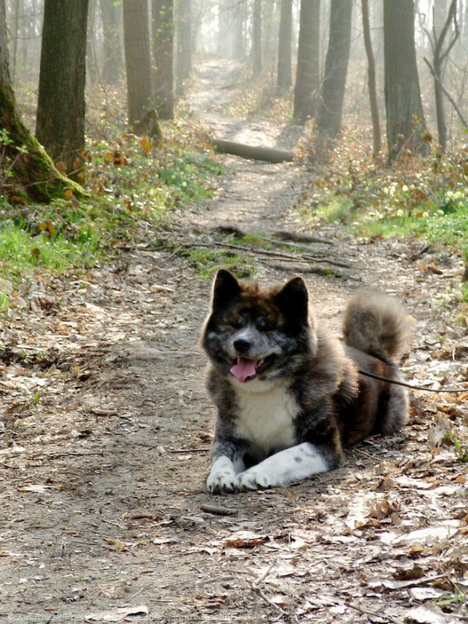 Photo d'Akita inu