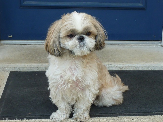 Photo de Shih tzu