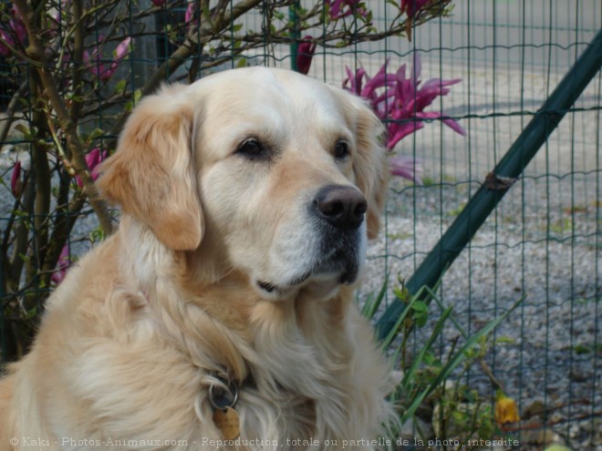 Photo de Golden retriever