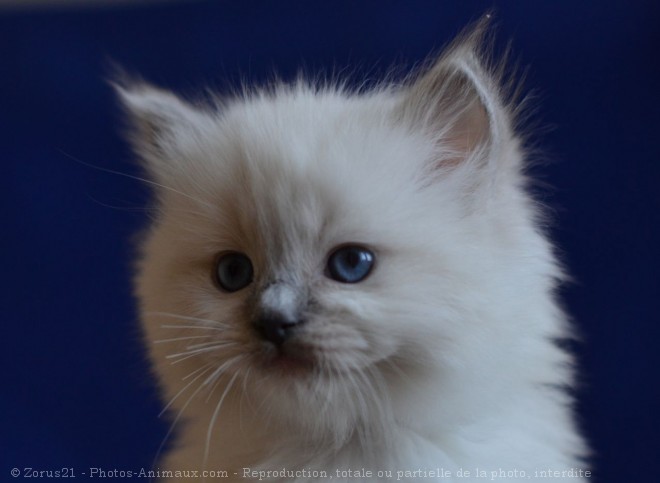 Photo de Ragdoll