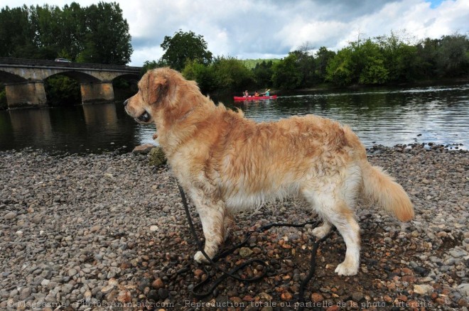 Photo de Golden retriever