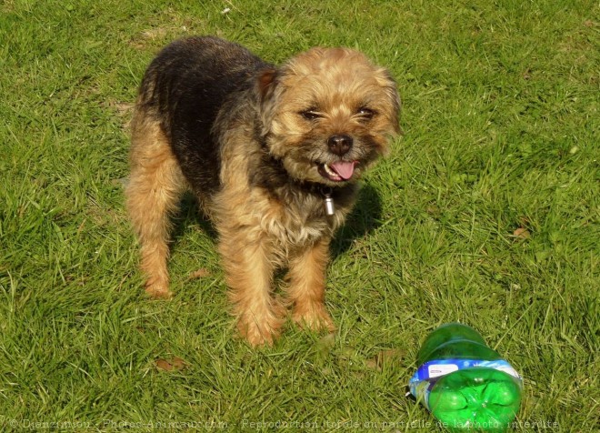 Photo de Border terrier