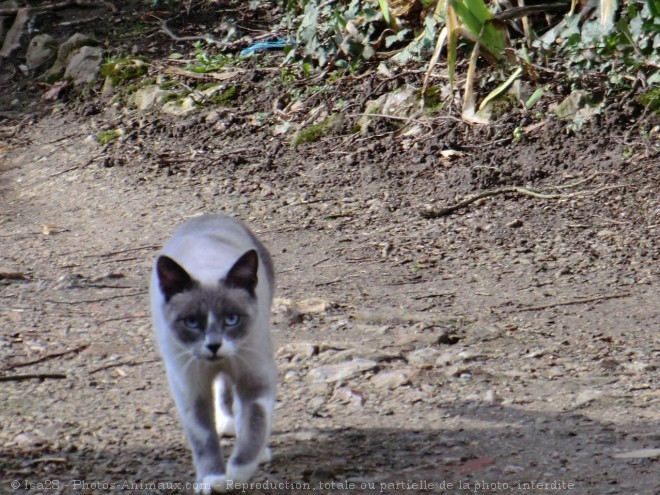 Photo de Chat domestique