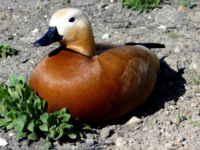 Photo de Canard tadorne casarca