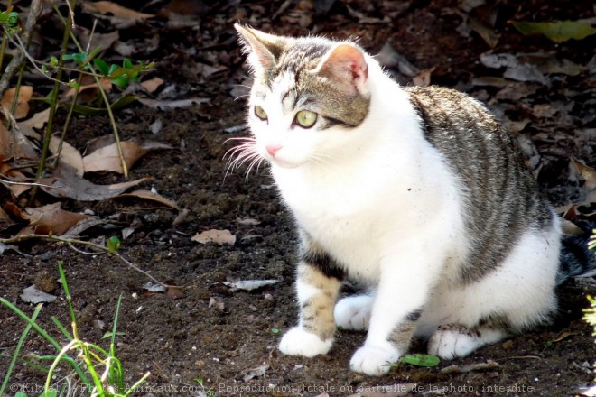 Photo de Chat domestique