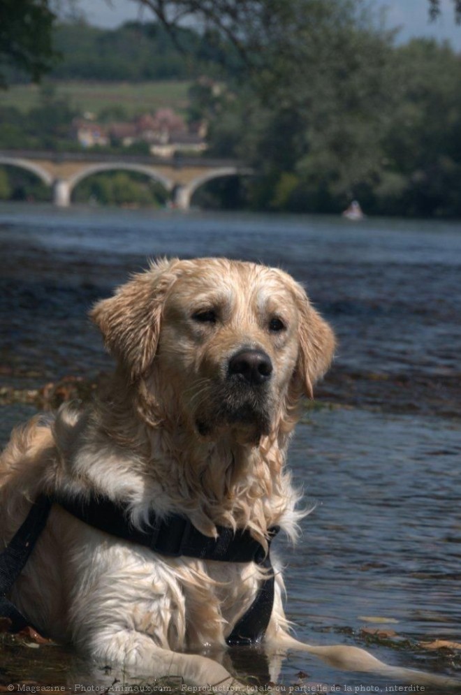 Photo de Golden retriever