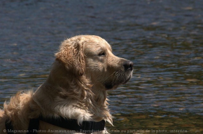 Photo de Golden retriever