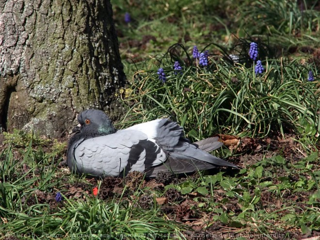 Photo de Pigeon