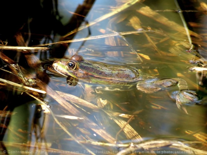 Photo de Grenouille