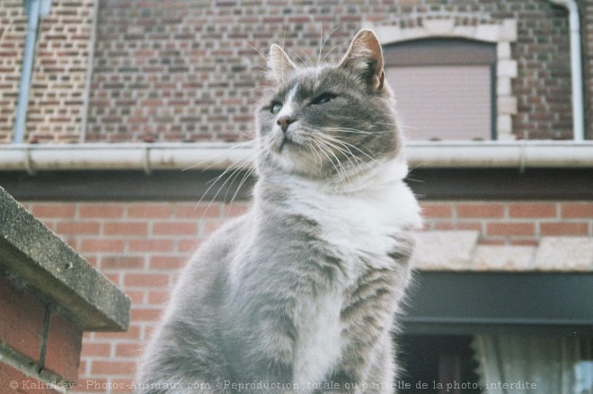 Photo de Chat domestique