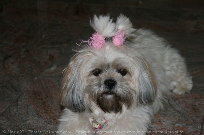 Photo de Lhassa apso