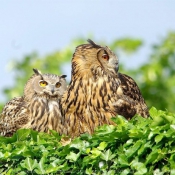 Photo de Hibou