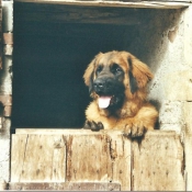 Photo de Leonberg