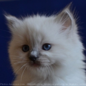 Photo de Ragdoll