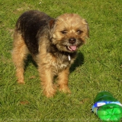 Photo de Border terrier