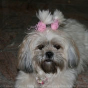 Photo de Lhassa apso