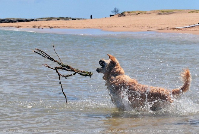 Photo de Golden retriever