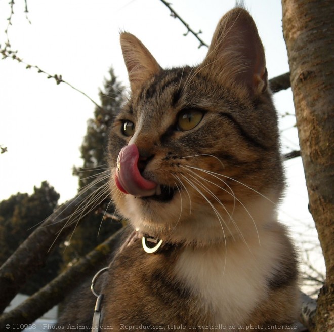 Photo de Chat domestique