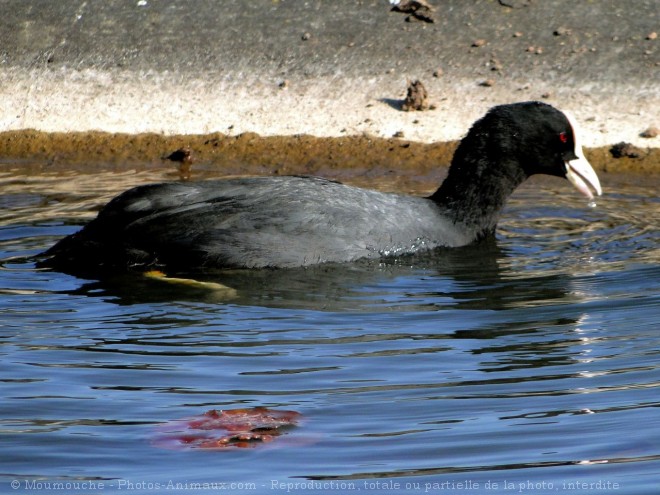 Photo de Foulque macroule