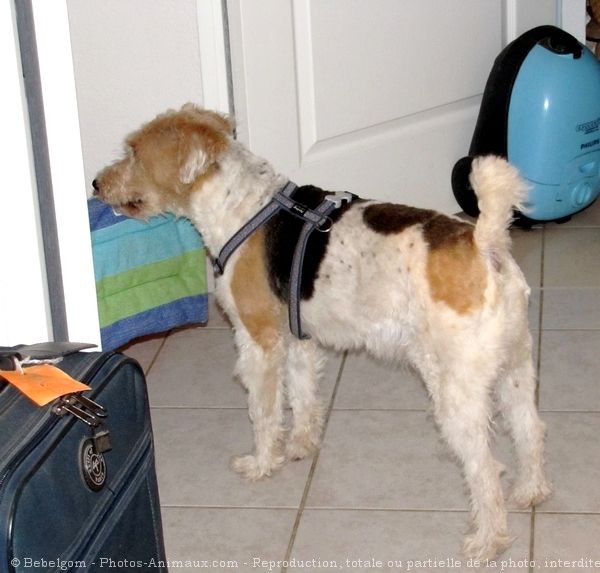 Photo de Fox terrier  poil dur