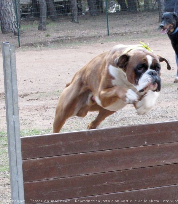 Photo de Boxer