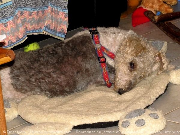 Photo de Fox terrier  poil dur