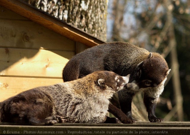 Photo de Coati