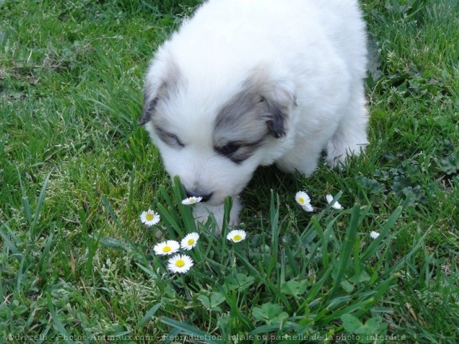 Photo de Chien de montagne des pyrnes