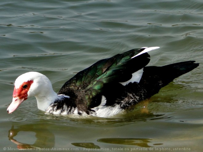 Photo de Canard de barbarie