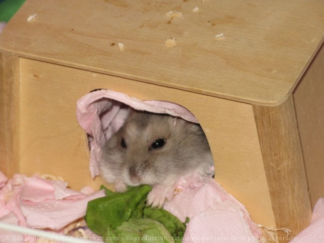 Photo de Hamster