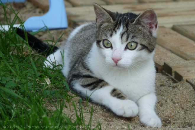 Photo de Chat domestique