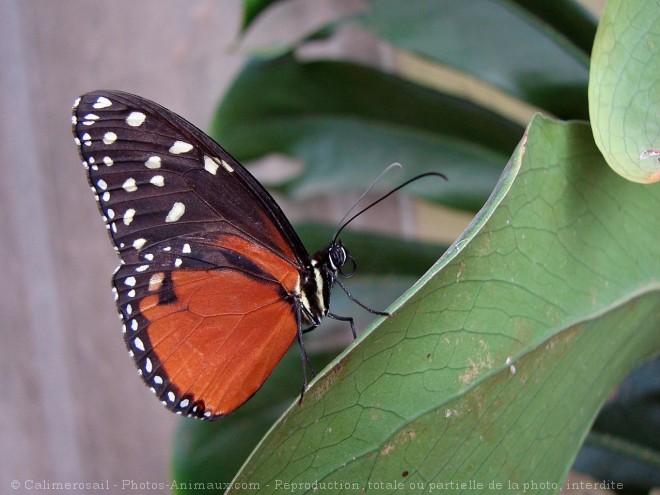 Photo de Papillon